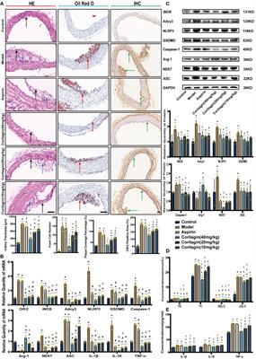 Corilagin alleviates atherosclerosis by inhibiting NLRP3 inflammasome activation via the Olfr2 signaling pathway in vitro and in vivo